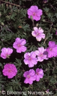 Geranium sanguineum 'Ankum's Pride'